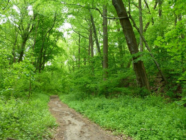 trail in the spring woods – inspiration for a weekly list of free educational events and resources for the association community