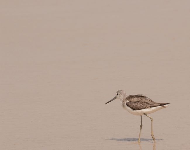 sandpiper on the beach, I'll be joining him soon – inspiration for a weekly list of free educational events and resources for the association community