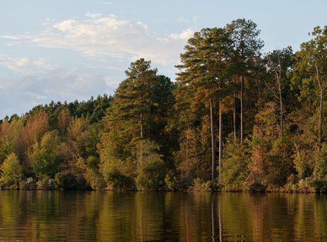 September trees alongside a lake or pond – inspiration for a weekly list of free educational events and resources for the association community