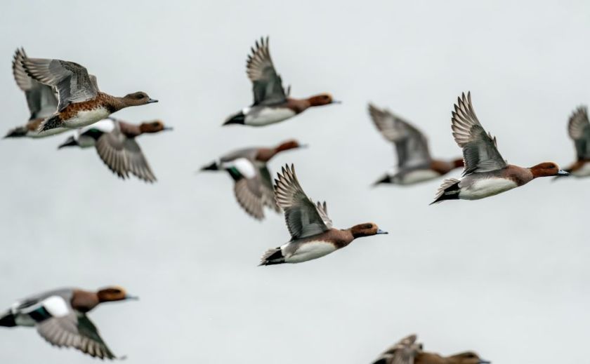 a group of ducks flying across the sky – inspiration for a weekly list of free educational events and resources for the association community