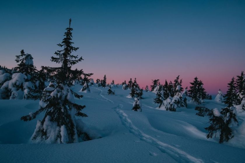 snow- and pine tree-covered hill at sunrise – inspiration for a weekly list of free educational events and resources for the association community