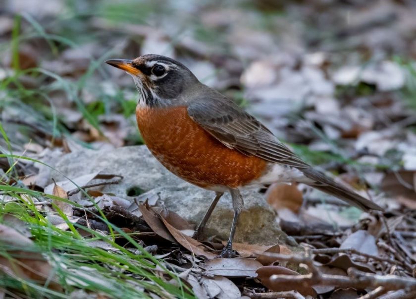 Robin (bird) in the icy grass - inspiration for a weekly list of free educational events and resources for the association community