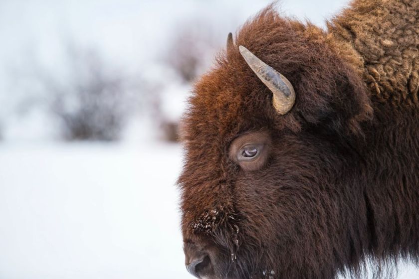 close-up photo of a bison's head with a snowy landscape in the background – inspiration for a weekly list of free educational events and resources for the association community