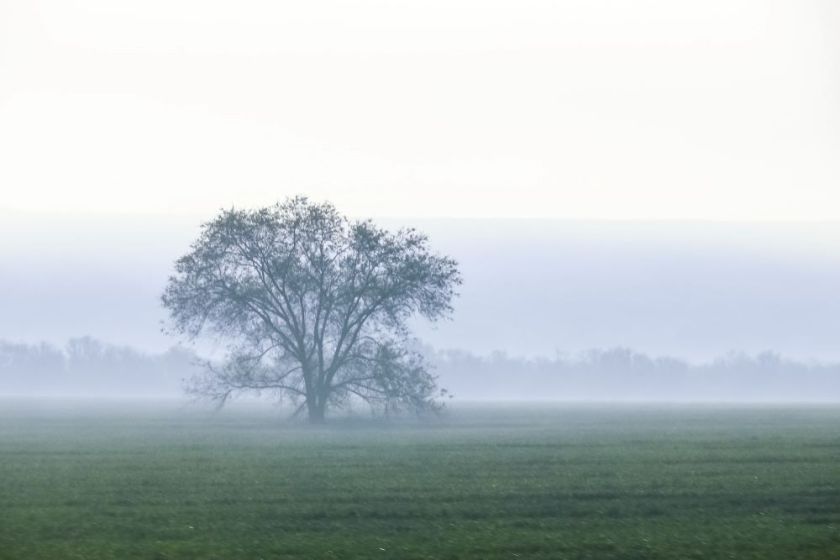 deciduous tree in foggy mist at the edge of a green field – inspiration for a weekly list of free educational events and resources for the association community