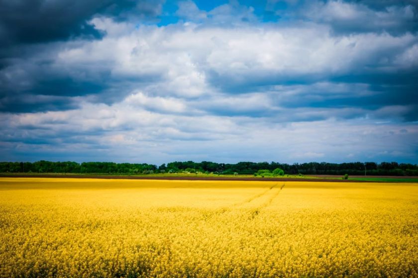 blue sky and yellow field of grain in Ukraine – inspiration for a weekly list of free educational events and resources for the association community