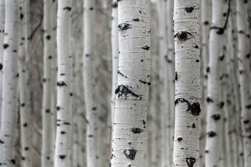 focused shot of white birch tree trunks – inspiration for a weekly list of free educational events and resources for the association community