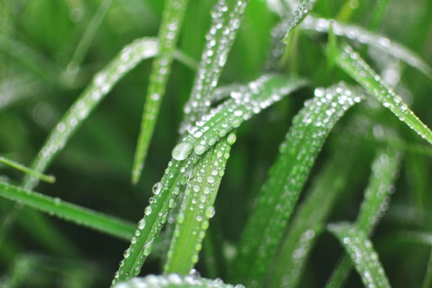 dew-covered blades of grass – inspiration for my weekly list of free educational events and resources for the association community