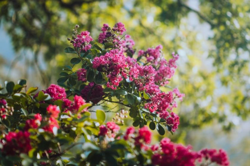 Branches of crape myrtle in bloom – inspiration for a weekly list of free educational events and resources for the association community