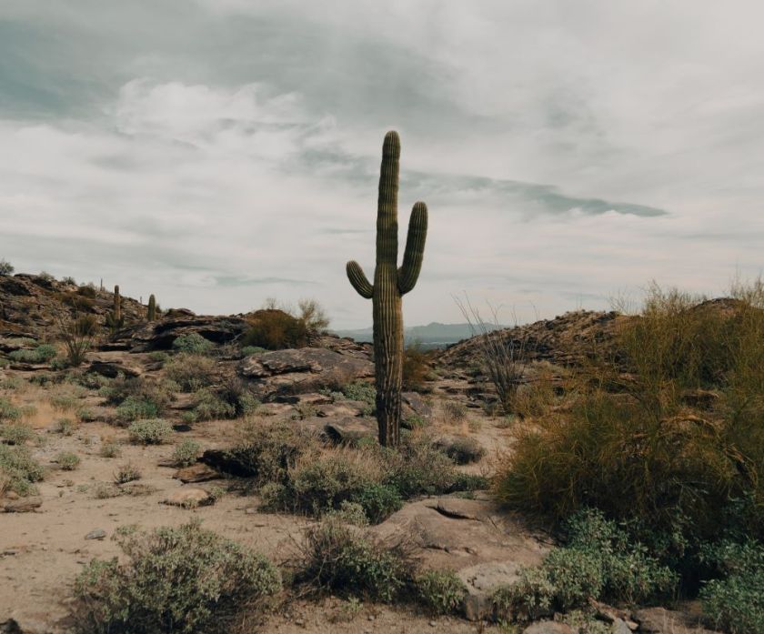 lone saguaro cactus in a desert landscape – inspiration for my weekly list of free educational events and resources for the association community