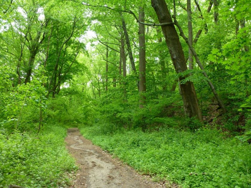 dirt trail in the spring woods – inspiration for my weekly list of free educational events and resources for the association community