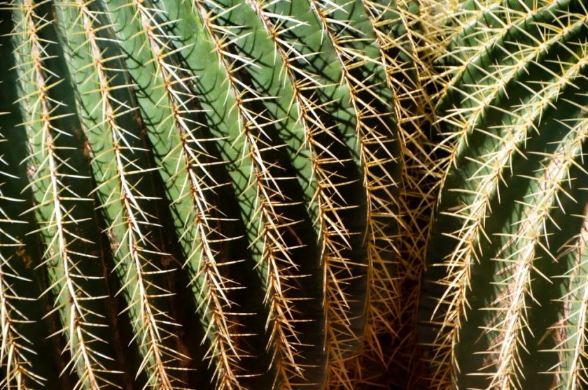 cactus close up – inspiration for my weekly list of free educational events and resources for the association community
