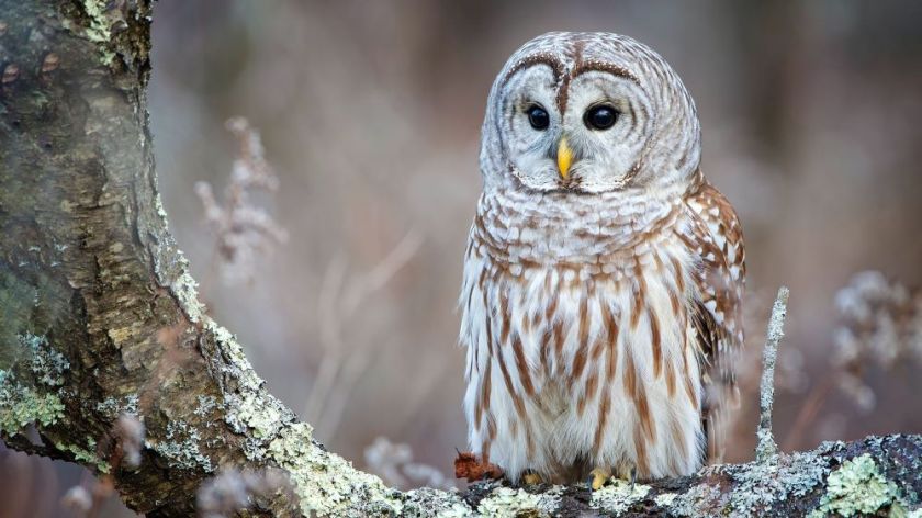 barred owl sitting on a tree branch – inspiration for my weekly list of free educational events and resources for the association community