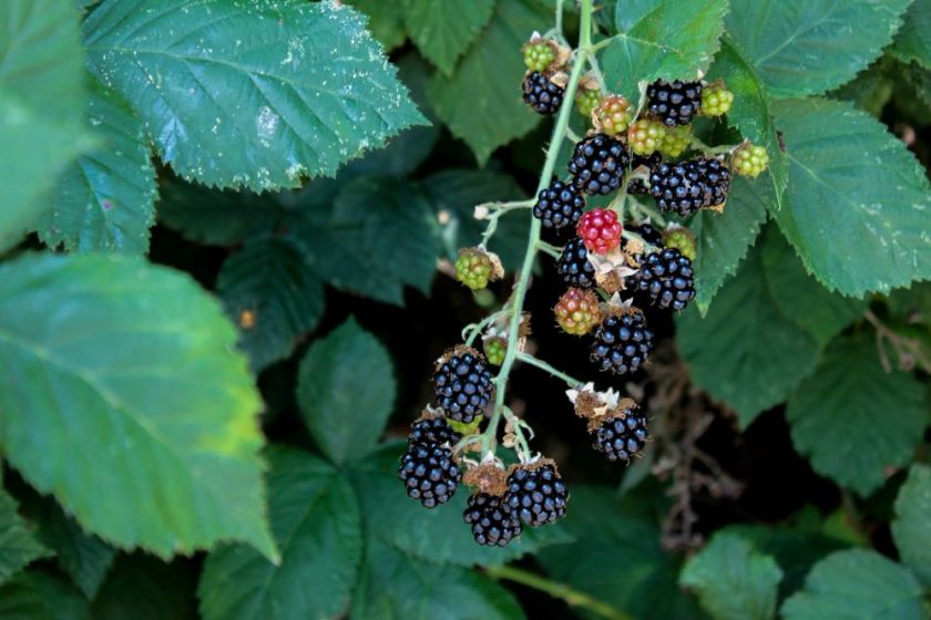 wild blackberries, we've been picking a bunch – inspiration for my weekly list of free educational events and resources for the association community
