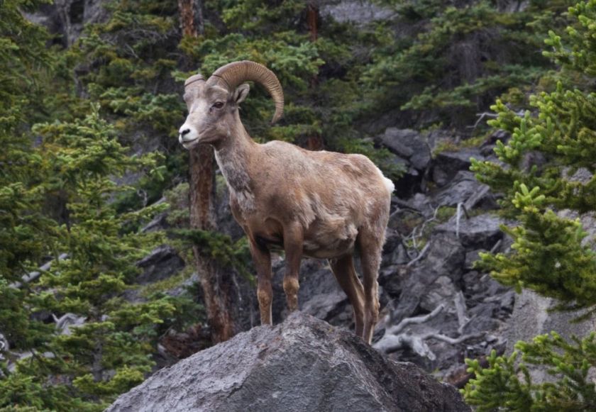 big horned sheep standing on a rock – inspiration for my weekly list of free educational events and resources for the association community