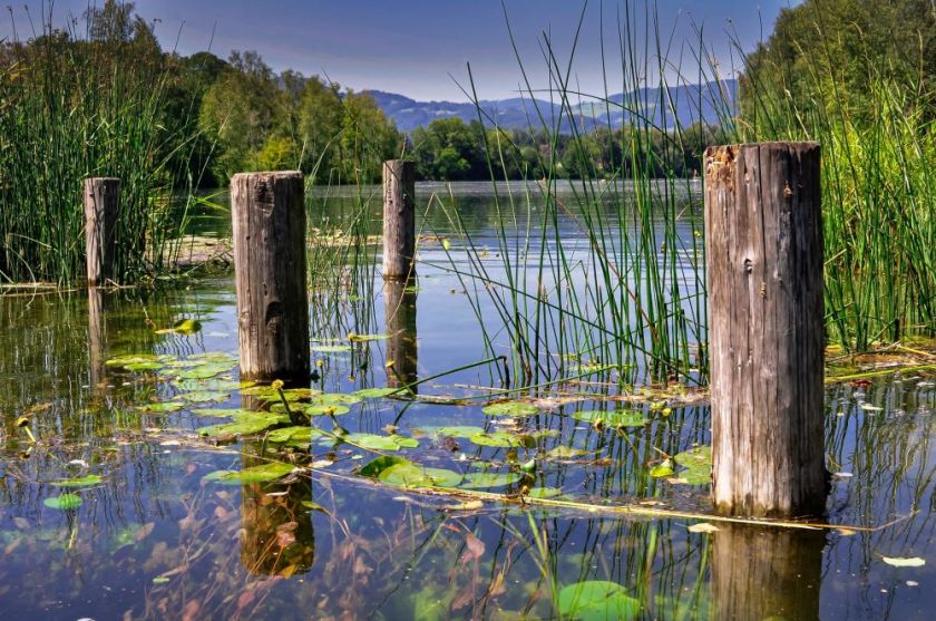 lily pads, pond grass and old dock beams on a quiet pond in the mountains – inspiration for my weekly list of free educational events and resources for the association community