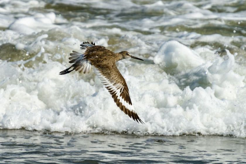 brown pelican flying over ocean surf – inspiration for my weekly list of free educational events and resources for the association community