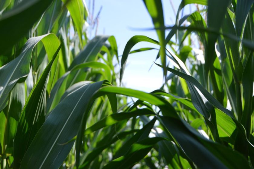 close-up view through a field of corn – inspiration for my weekly list of free educational events and resources for the association community