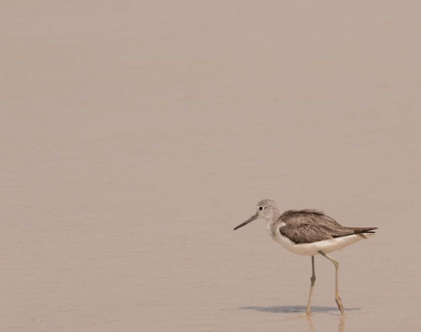 sandpiper – inspiration for my weekly list of free educational events and resources for the association community