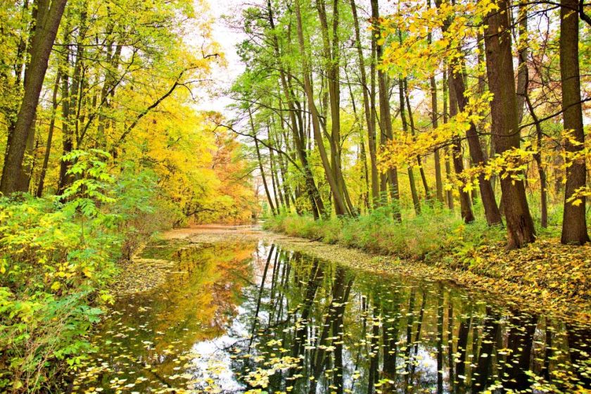 trees along a creek in the glorious golden fall splendor – inspiration for my weekly list of free educational events and resources for the association community