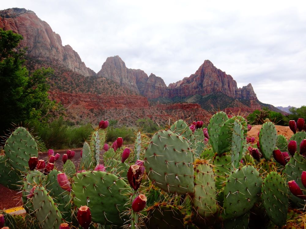 prickly pear cactus in Zion NP, UT – inspiration for my weekly list of free educational events and resources for the association community