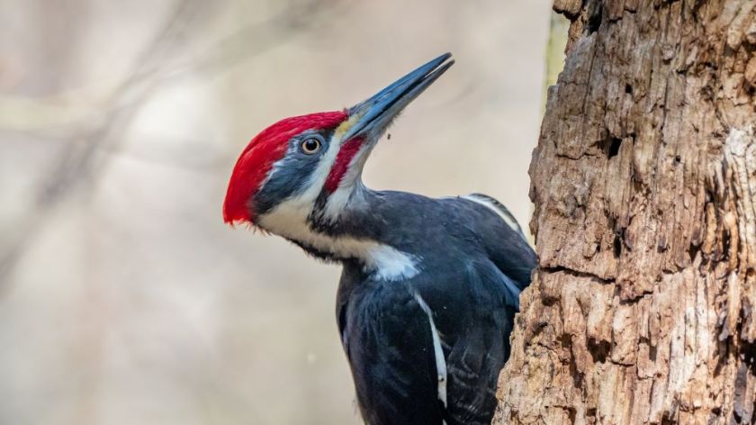 pileated woodpecker inspiration for my weekly list of free educational events and resources for the association community