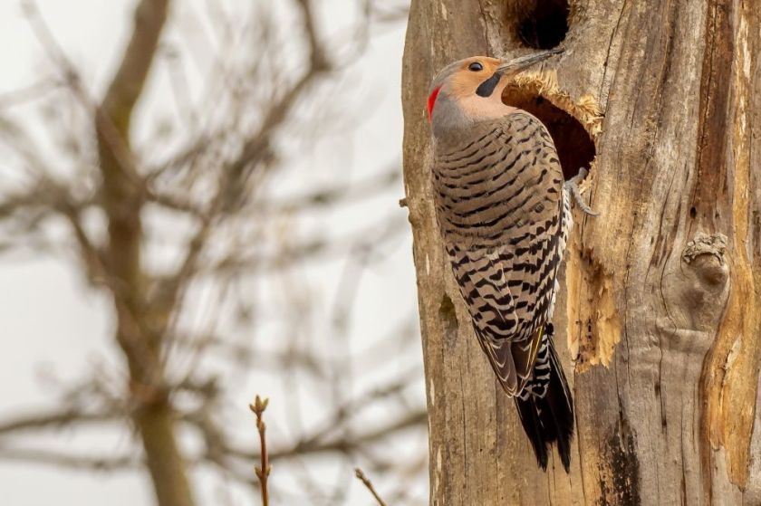 Northern Flicker on a tree trunk – inspiration for my weekly list of free educational events and resources for the association community