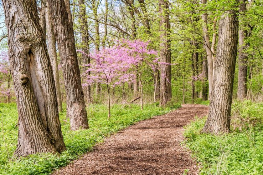 path through woods lit up by sunshine with a pink flowering tree alongside – inspiration for my weekly list of free educational events and resources for the association community