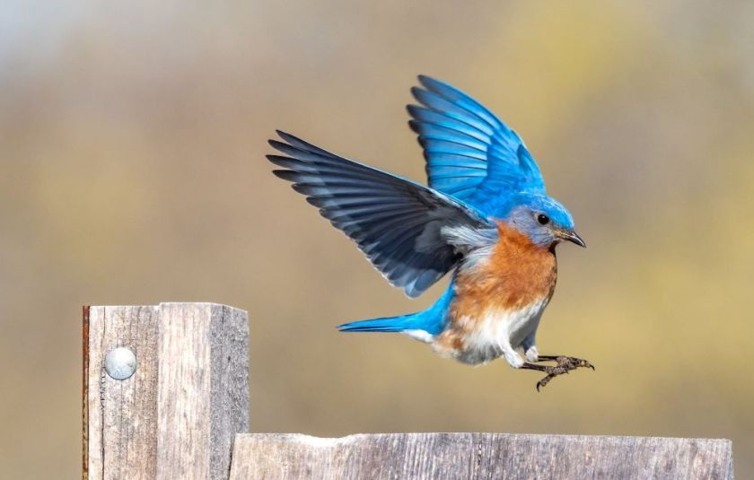 bluebird in flight, landing on a fence – inspiration for my weekly list of free educational events and resources for the association community