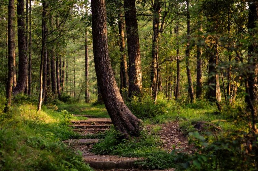 sunlit trail in the woods – inspiration for my weekly list of free educational events and resources for the association community