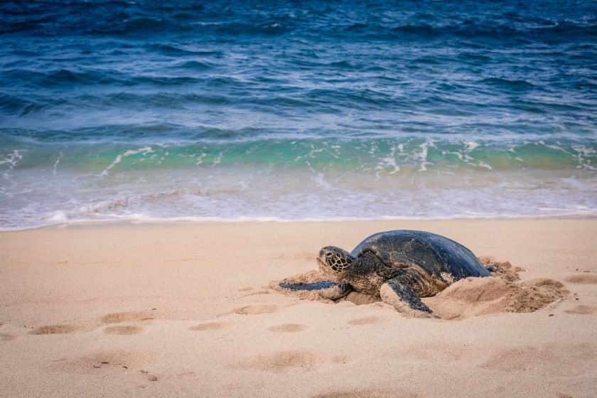 sea turtle on the beach – inspiration for my weekly list of free educational events and resources for the association community