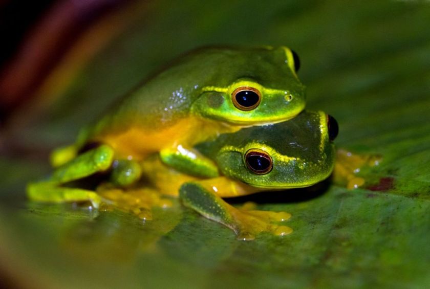 tree frog love – inspiration for my weekly list of free educational events and resources for the association community