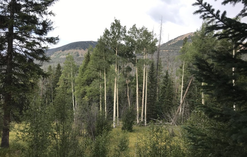 View from Timber Creek trail in Rocky Mountain National Park – inspiration for my weekly list of free educational events and resources for the association community