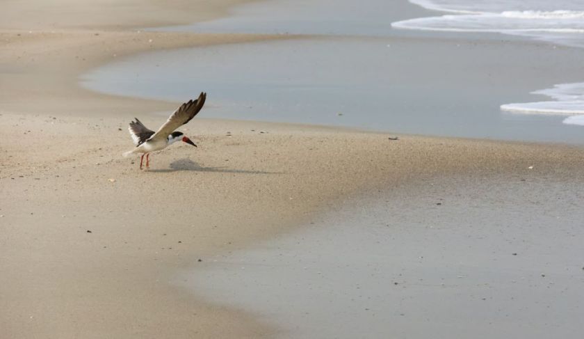 seagull landing on Carolina Beach - – inspiration for my weekly list of free educational events and resources for the association community