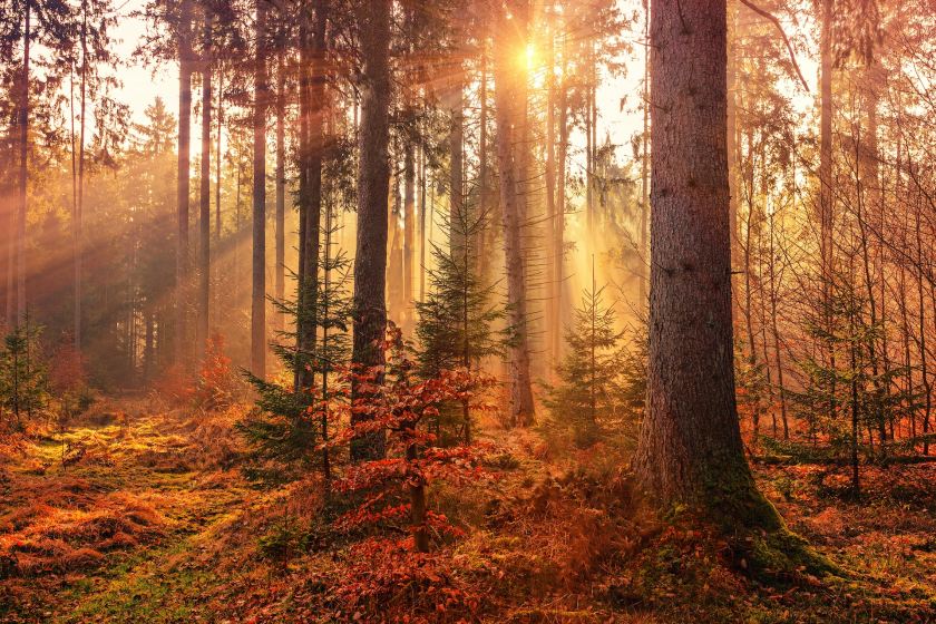 sunlight filtering through an autumn-colored forest – inspiration for my weekly list of free educational events and resources for the association community