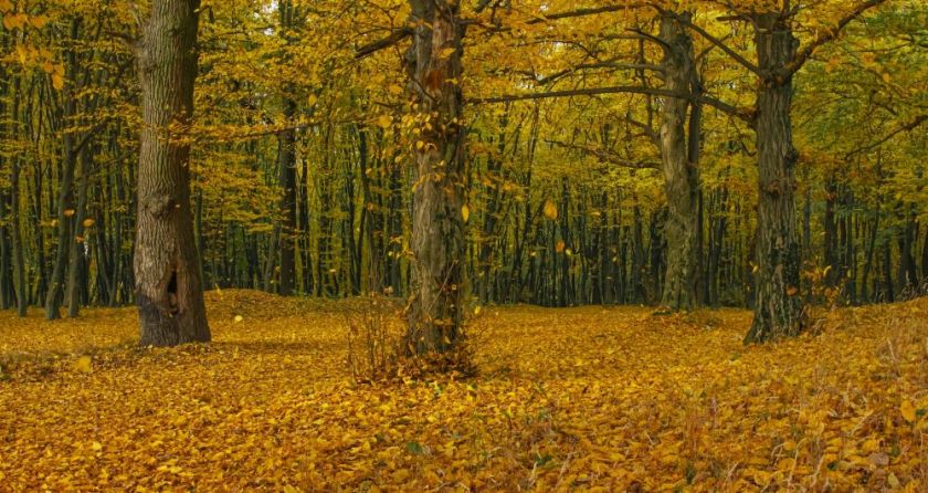 autumn view of the woods with golden and orange leaves on the ground – inspiration for my weekly list of free educational events and resources for the association community