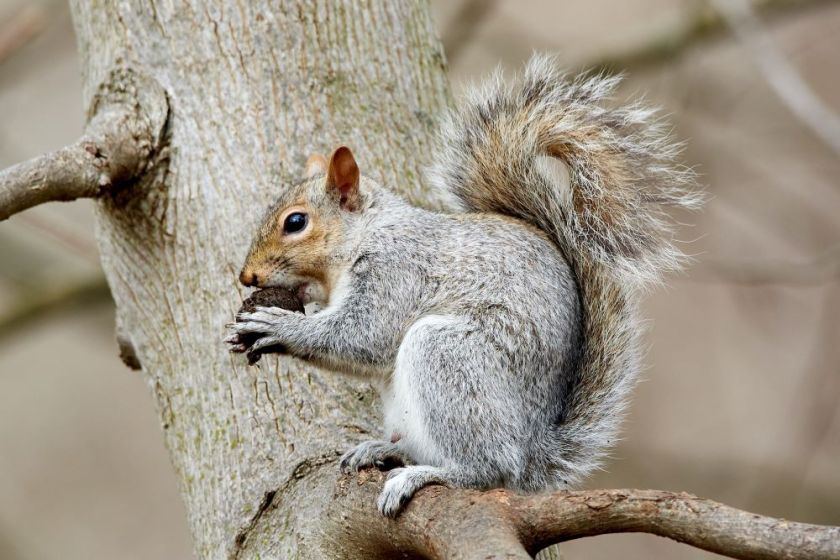 gray squirrel perched on a tree, eating a nut – inspiration for my weekly list of free educational events and resources for the association community